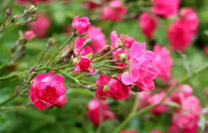 Nemoc Růže Na Noze Obrázek